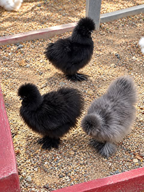 Gallinas sedosas reales de My Happy Farm